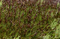Gaimardia setacea, flowering cushion (Arthurs Pass).
 Image: K.A. Ford © Landcare Research 2013 